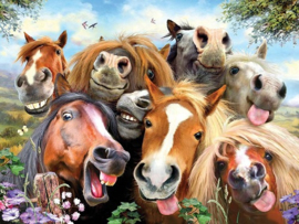 Paarden Selfie.  Metalen wandbord 40 x 30 cm.