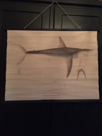 poster haai op doek 100 x 76 cm