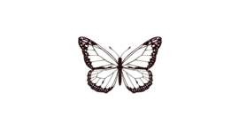 Moth