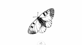 64 Black butterfly