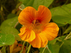 Troplaeolum majus, Oost-Indische kers rankend