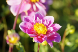 Dahlia Hartenaas   3 stuks