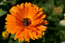 Calendula officinalis, Goudsbloem