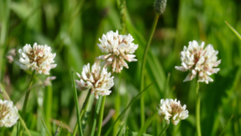 Gifvrij zadenmengsel voor bijen, hommels en vlinders 100 gram