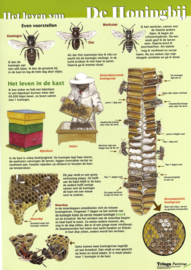 Edukaart het leven van de honingbij