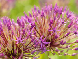 Allium grandiflorum Purple  Rain/Sensation , grootbloemige sierui: 3 stuks