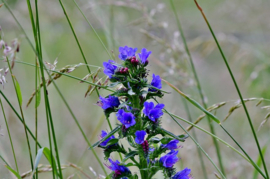 Bloemenmengsel voor Blauwe metselbij