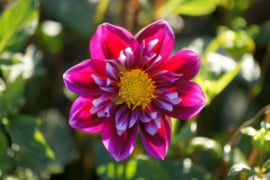 BIO-DAHLIA