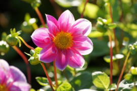 Dahlia Hartenaas   3 stuks