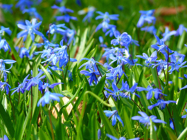 Scilla siberica,  Oosterse sterhyacint  25 stuks