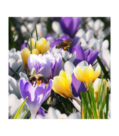 Crocus , botanische  10 stuks, mix van 3 kleuren