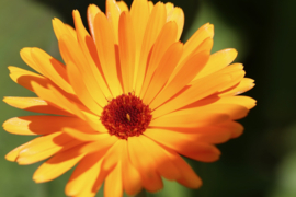 Calendula officinalis, Goudsbloem