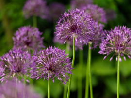 Allium grandiflorum Purple  Rain/Sensation , grootbloemige sierui: 3 stuks
