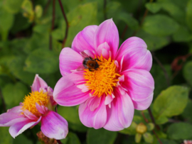 Dahlia Hartenaas   3 stuks