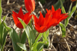 Tulipa praestans 'Zwanenburg' 25 stuks
