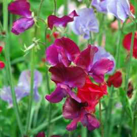 Lathyrus odoratus