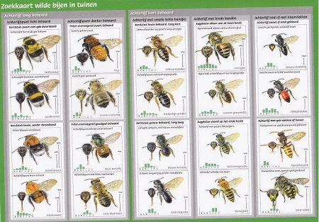Bijen zoekkaart