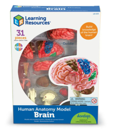Anatomie model - De hersenen