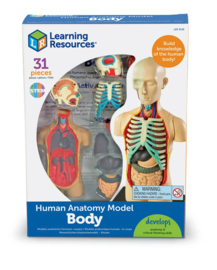 Anatomie model - Het lichaam / de torso