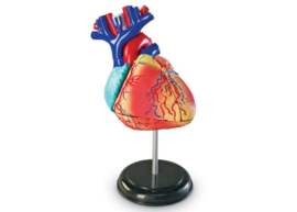 Anatomie model - Het hart
