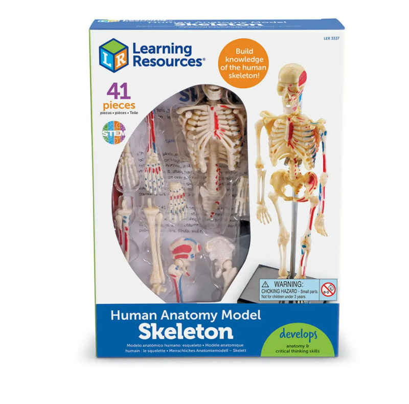 formaat Mondwater Lastig Anatomie model - Het skelet | Natuur | FlexJuf
