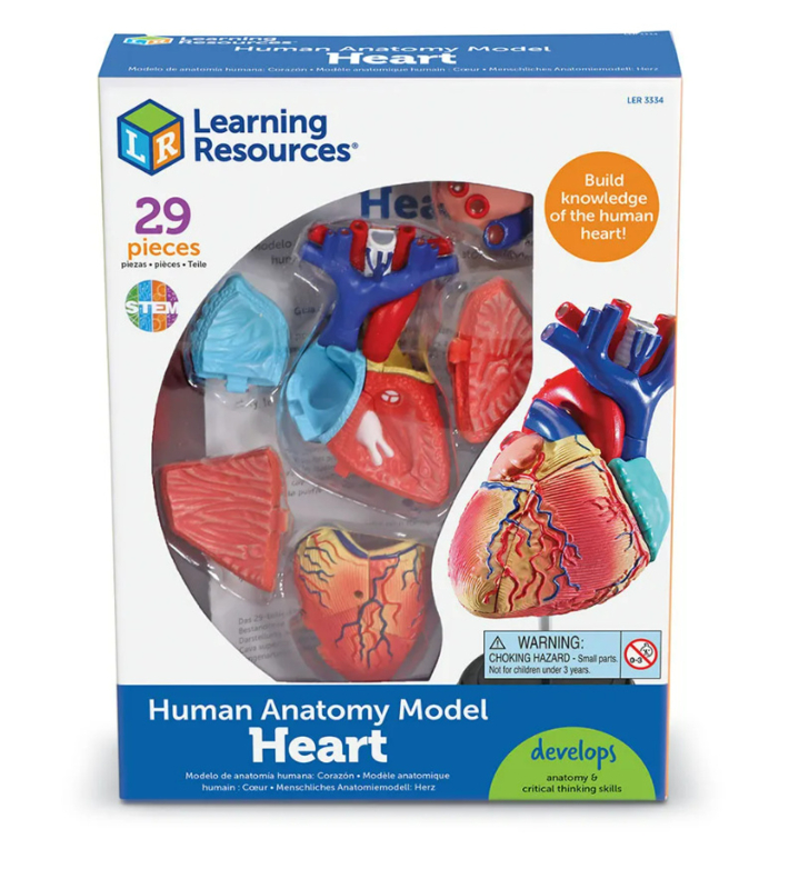 Anatomie model - Het hart