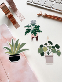 Plant sticker  -Sansevieria-