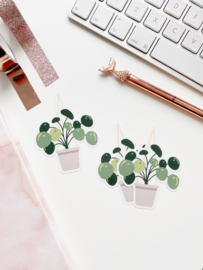 Plant sticker  -Pannenkoekplant-