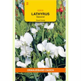 Lathyrus  Siererwt Royal Wit