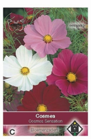 Cosmos Sensation - Cosmea