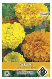 Tagetes erecta Crackerjack - Afrikaan