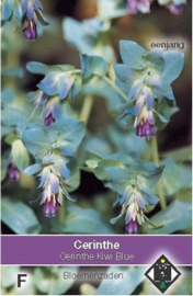 Cerinthe Kiwi Blue