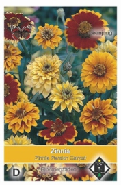 Zinnia angustifolia Persian Carpet - Zinnia