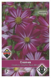 Cosmos Cosimo Red White - Cosmea