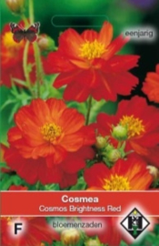 Cosmos  - Cosmea