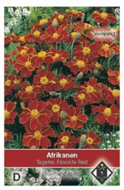 Tagetes patula nana Favorite Red - Afrikaan