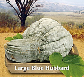 Pompoen Large Blue Hubbard