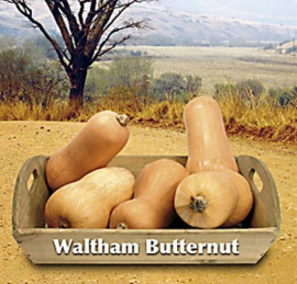 Pompoen Waltham Butternut