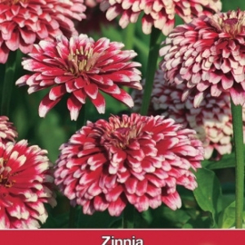 Zinnia Mazurkia - Zinnia