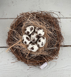 Vogelnestje met eitjes