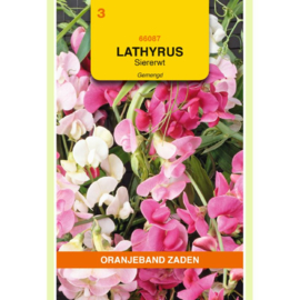 Lathyrus Siererwt Overblijvend