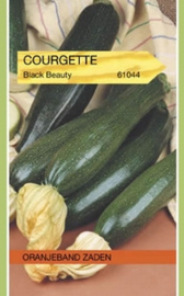 Courgette Black Beauty