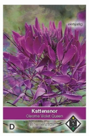 Cleome Violet Queen - Kattensnor