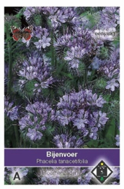 Phacelia tanacetifolia - Groenbemester - Bijenvoer