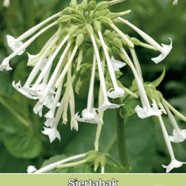 Nicotiana sylvestris - Siertabak