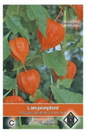 Physalis alkekengi franchettii - Lampionplant