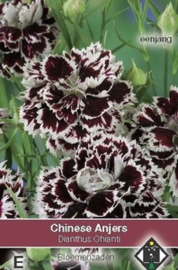 Dianthus chinensis Chianti - Dubbele zwarte anjer