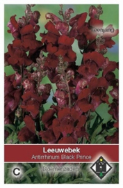 Antirrhinum Black Prince