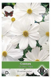 Cosmos Vega - Cosmea wit