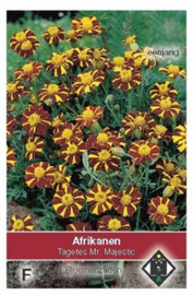 Tagetes patula nana Mr. Majestic - Afrikaan